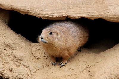 groundhog in front of his burrow