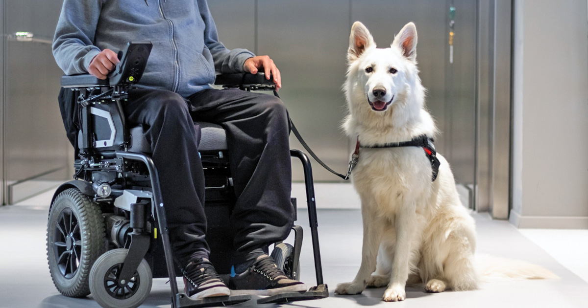 A service dog, sitting next to a person using a power wheelchair, in front of an elevator in an office building.